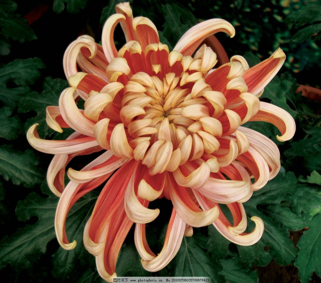 秋日盛放，千姿百態 花卉中的君子——菊花